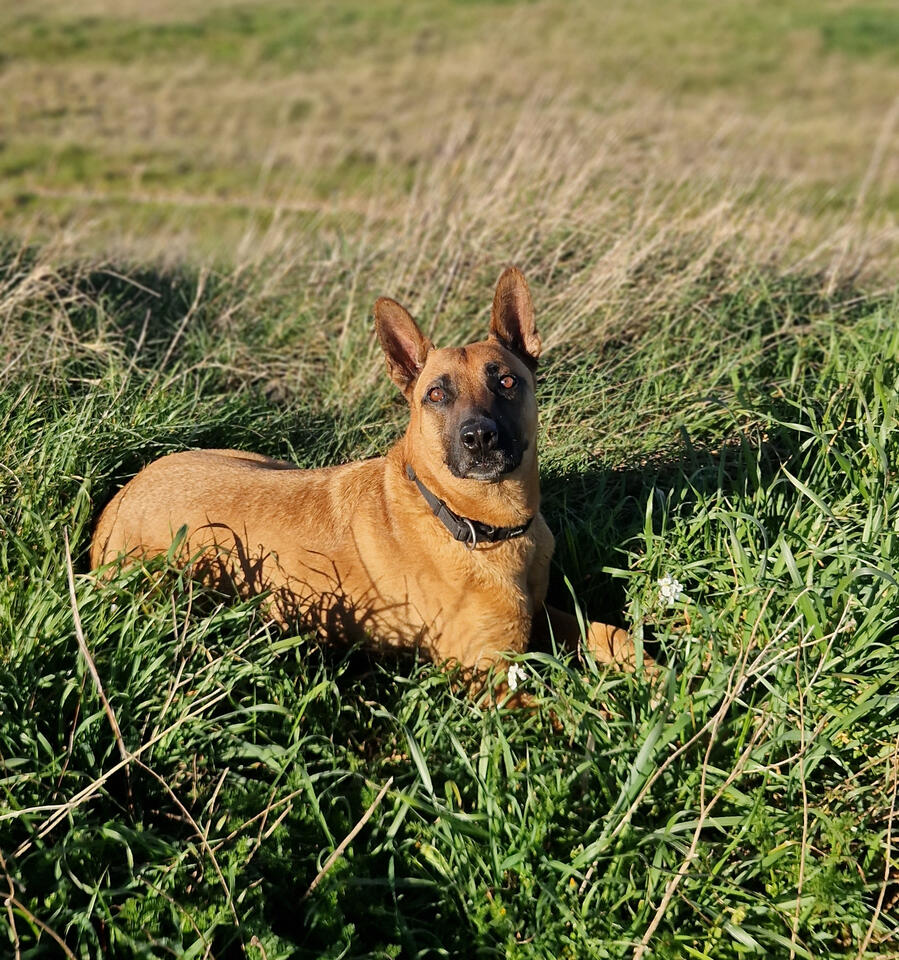 chiens chiens