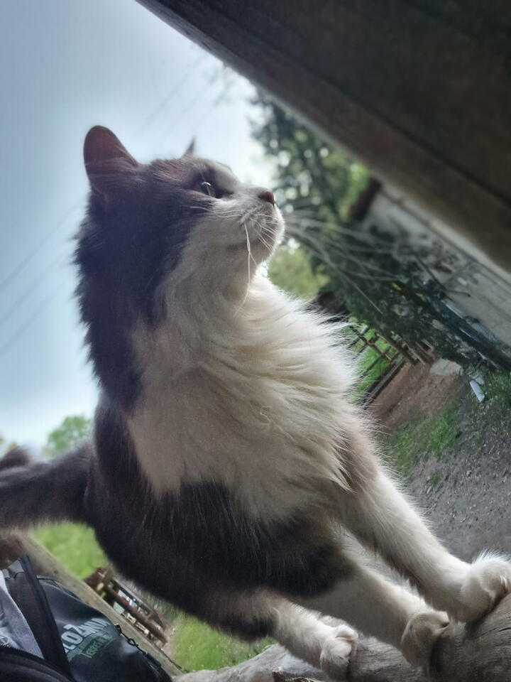 chat chat